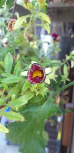 20210729_185116.webp
