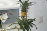 DSC01165.JPG