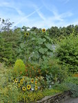 P1060646Sonnenblumen.JPG