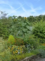 P1060646Sonnenblumen.JPG