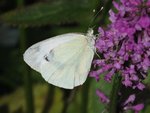 DSCF4949.JPG