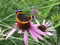 DSCF4955.webp