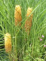 DSCF4954.webp