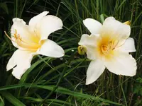 DSCF4959.webp