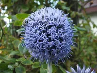 DSCF4962.webp