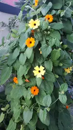 20210730_205618.webp