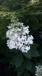 20210730_205656.webp