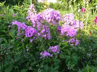 DSC01966.JPG