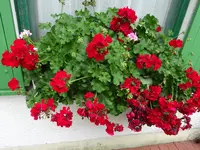 DSC01971.JPG