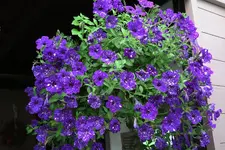 Einjährige     3621.webp