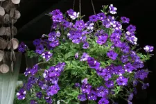 Einjährige     3721.webp