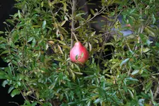 Granatapfel0318.webp