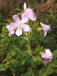 DSCF3241.JPG