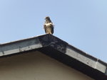 DSCF3212.JPG