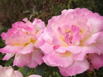 DSCF3242.JPG