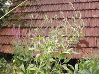 DSCF3256.webp