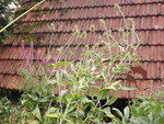DSCF3256.JPG