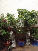 DSCF3272.webp