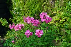 DSC01152.webp