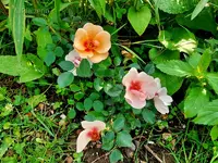 Rose Smiling Eyes.webp