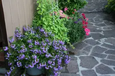 Einjährige   0219.webp