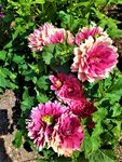 IMG_20210725_142520.jpg