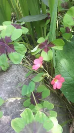 20210731_105106.webp