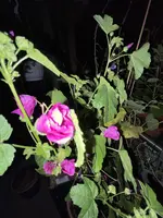 DDA06D96-9F90-41D1-8AE2-53CABADF7518.jpeg