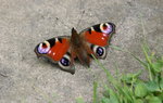 Schmetterling0817.JPG