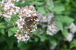 Schmetterling0818.JPG