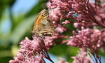 Schmetterling  4618.JPG