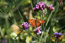 Schmetterling 3217C.Falter0217.webp