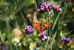 Schmetterling 3217C.Falter0217.JPG