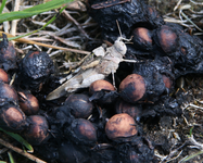 Ödlandschrecke und Dornschrecke.webp