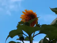 HPIM4283[1].webp