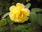 rose golden gate (2).JPG