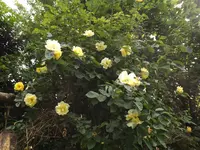 rose golden gate (3).JPG rose golden gate (3).JPG