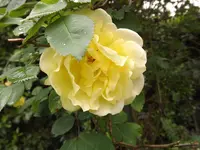 rose golden gate (4).JPG rose golden gate (4).JPG