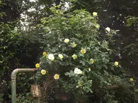 rose golden gate.JPG rose golden gate.JPG