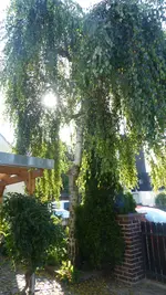 P1300629.webp P1300629.webp