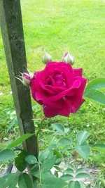 Rosengarten Zweibrücken.jpg Rosengarten Zweibrücken.jpg