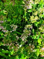 IMG_20210803_172116.webp