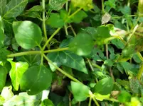 IMG_20210803_172256.webp