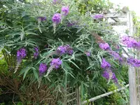 DSC01985.webp