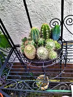 IMG_20210724_201554_1.jpg