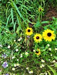 IMG_20210727_084323.jpg