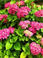 IMG_20210711_161254.jpg