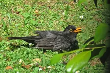 IMG_9783  v.webp