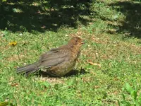 IMG_9781  v.webp