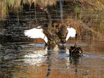 IMG_4520 - Copy.jpg